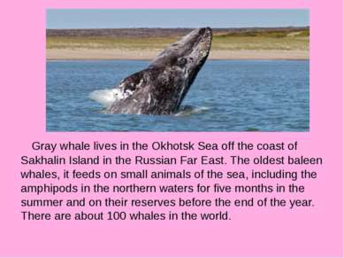 Gray whale lives in the Okhotsk Sea off the coast of Sakhalin Island in the R...