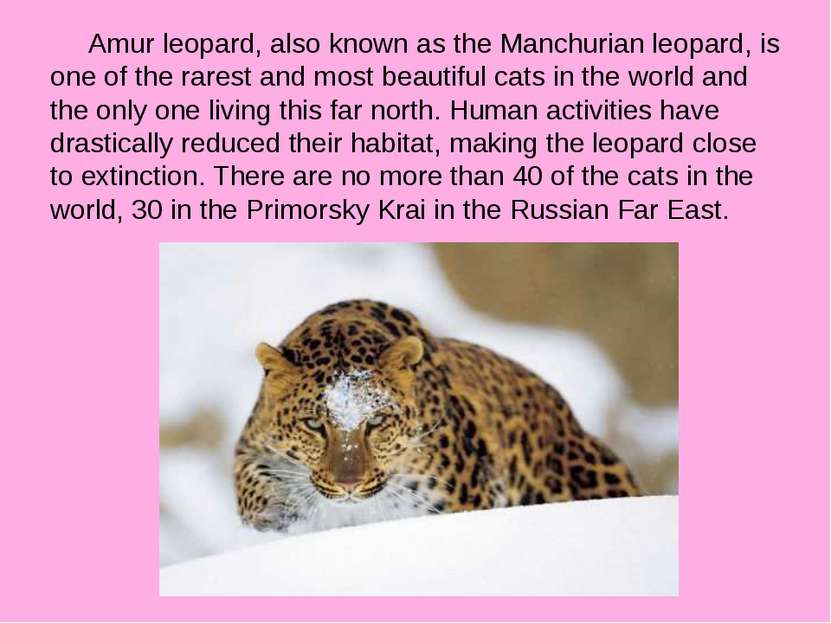 Amur leopard, also known as the Manchurian leopard, is one of the rarest and ...