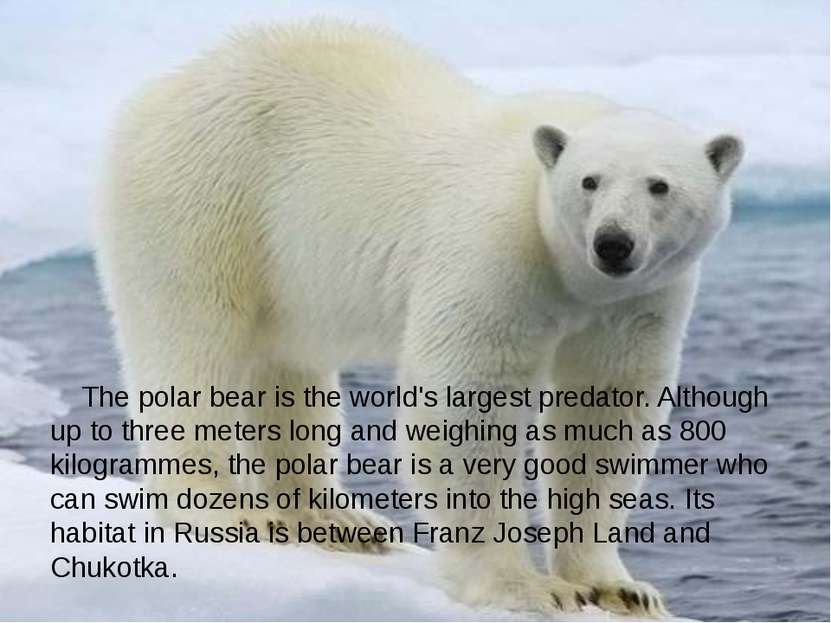 The polar bear is the world's largest predator. Although up to three meters l...