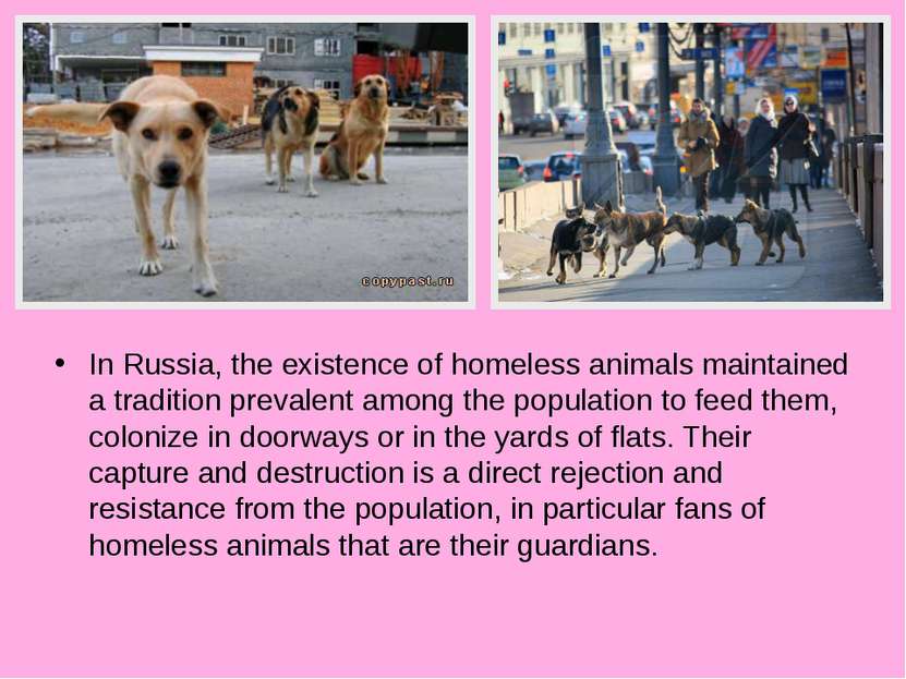 In Russia, the existence of homeless animals maintained a tradition prevalent...
