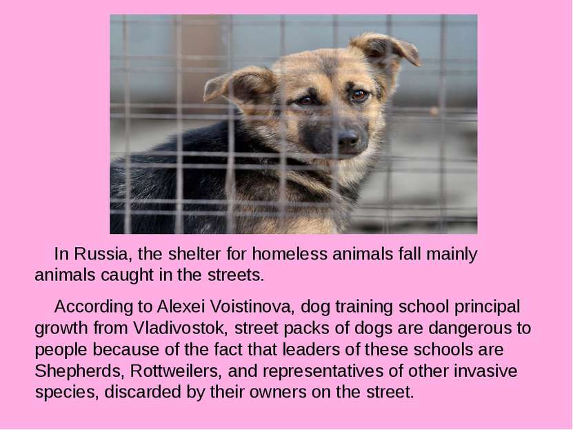 In Russia, the shelter for homeless animals fall mainly animals caught in the...