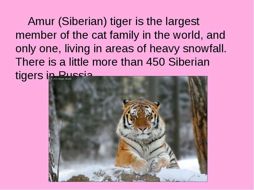 Amur (Siberian) tiger is the largest member of the cat family in the world, a...