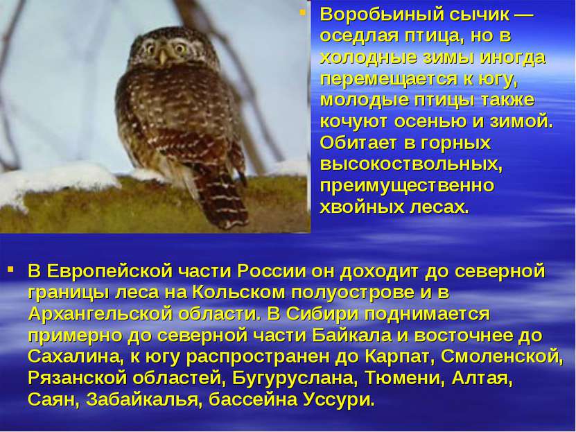 В Европейской части России он доходит до северной границы леса на Кольском по...