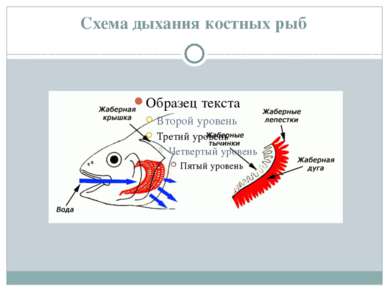 Схема дыхания костных рыб