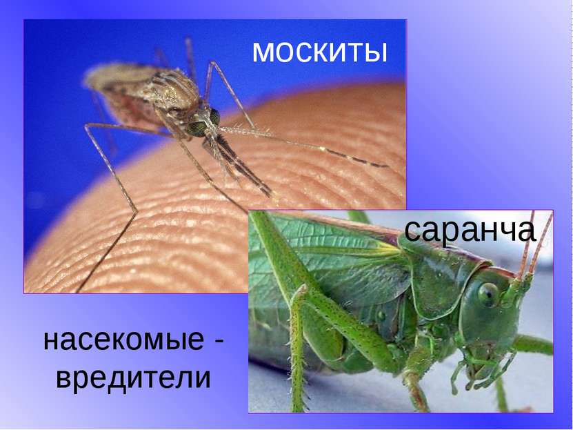 насекомые - вредители москиты саранча