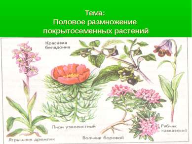 Тема: Половое размножение покрытосеменных растений