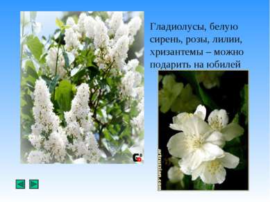 Гладиолусы, белую сирень, розы, лилии, хризантемы – можно подарить на юбилей