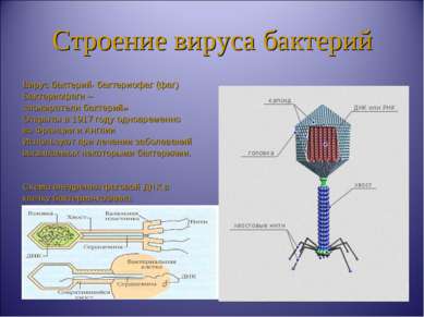 Строение вируса бактерий Вирус бактерий- бактериофаг (фаг) Бактериофаги – «по...