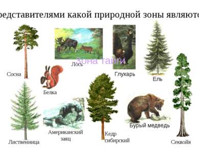 Лиственница Кедр сибирский Представителями какой природной зоны являются: Сос...