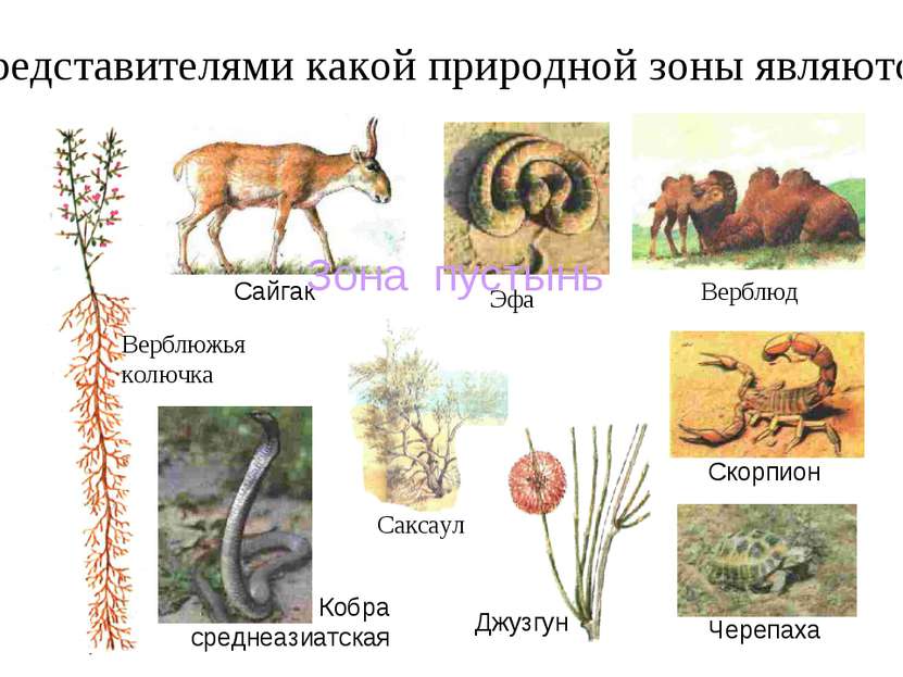 Где обитает сайгак в какой природной. Сайгак в какой природной зоне. Саксаул в какой природной зоне обитает. Скорпион природная зона. Верблюдоводство природная зона.