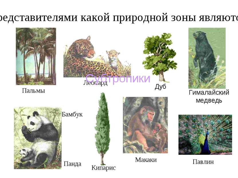 Представителями какой природной зоны являются: Леопард Макаки Панда Кипарис Б...