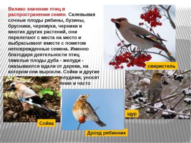 Велико значение птиц в распространении семян. Склевывая сочные плоды рябины, ...