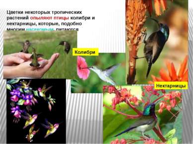 Цветки некоторых тропических растений опыляют птицы колибри и нектарницы, кот...