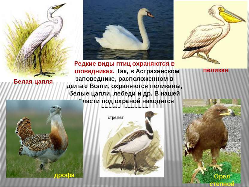 Редкие виды птиц охраняются в заповедниках. Так, в Астраханском заповеднике, ...