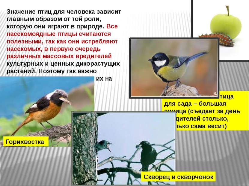 Значение птиц для человека зависит главным образом от той роли, которую они и...