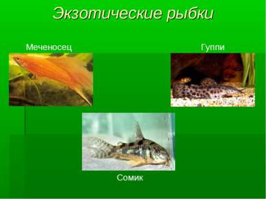 Экзотические рыбки Меченосец Гуппи Сомик