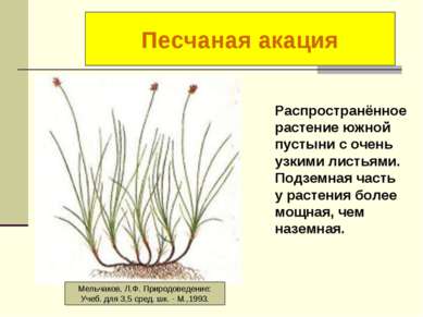 Осока короткостолбиковая Распространённое растение южной пустыни с очень узки...