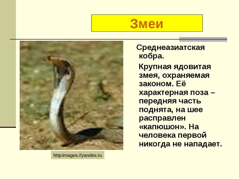 Среднеазиатская кобра. Крупная ядовитая змея, охраняемая законом. Её характер...