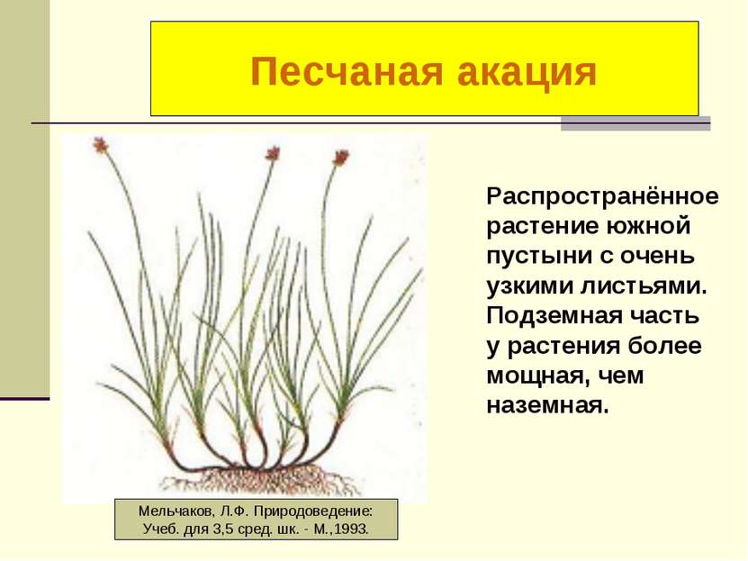 Осока короткостолбиковая Распространённое растение южной пустыни с очень узки...