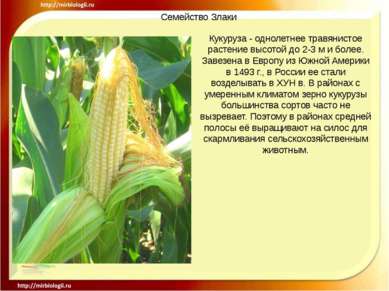 Семейство Злаки Кукуруза - однолетнее травянистое растение высотой до 2-3 м и...