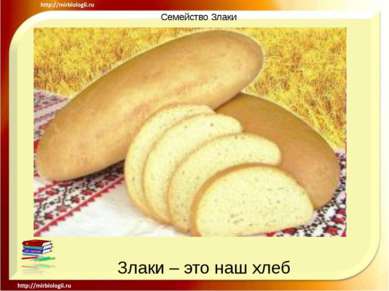 Семейство Злаки Злаки – это наш хлеб