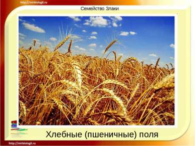 Семейство Злаки Хлебные (пшеничные) поля