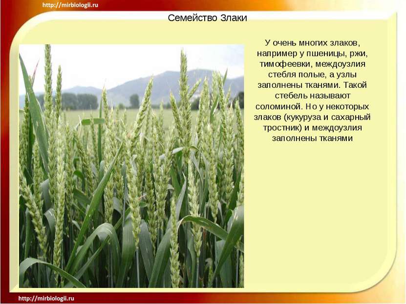 Семейство Злаки У очень многих злаков, например у пшеницы, ржи, тимофеевки, м...