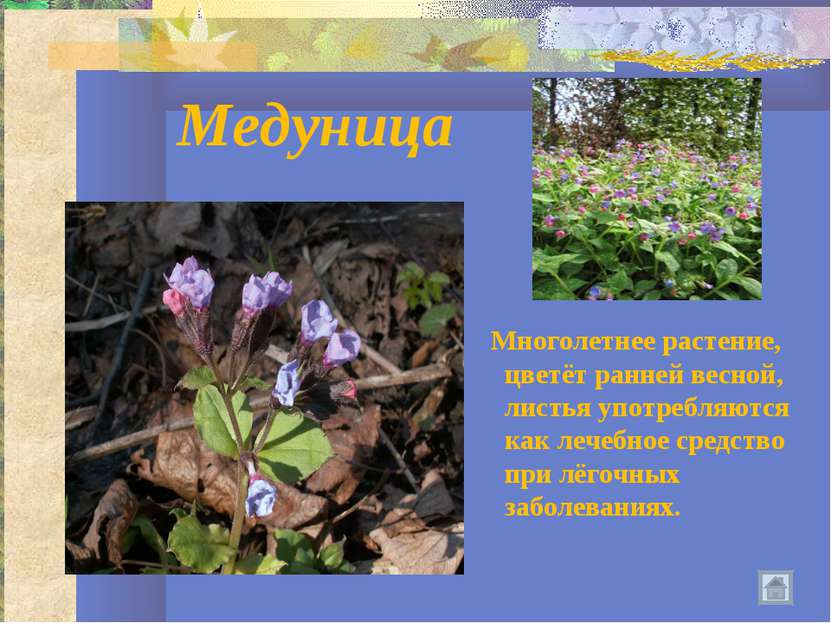 Медуница Многолетнее растение, цветёт ранней весной, листья употребляются как...