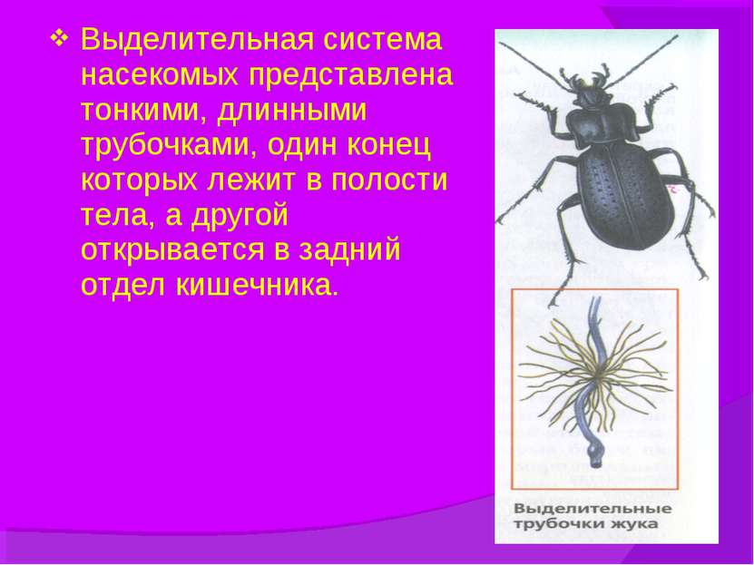 Выделительная система насекомых представлена тонкими, длинными трубочками, од...