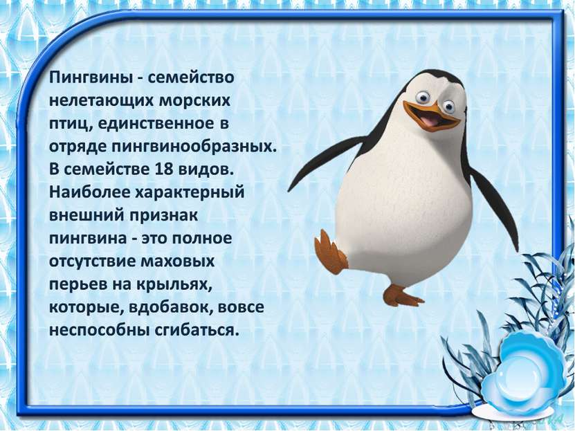 Про пингвина рассказ 1. Информация о пингвинах. Рассказ о пингвине. Сообщение о пингвинах. Доклад про пингвинов.