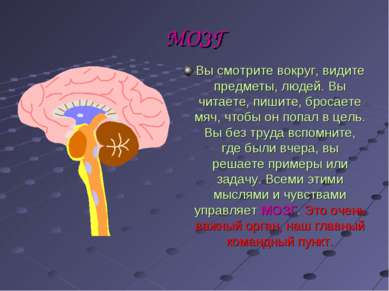 МОЗГ Вы смотрите вокруг, видите предметы, людей. Вы читаете, пишите, бросаете...