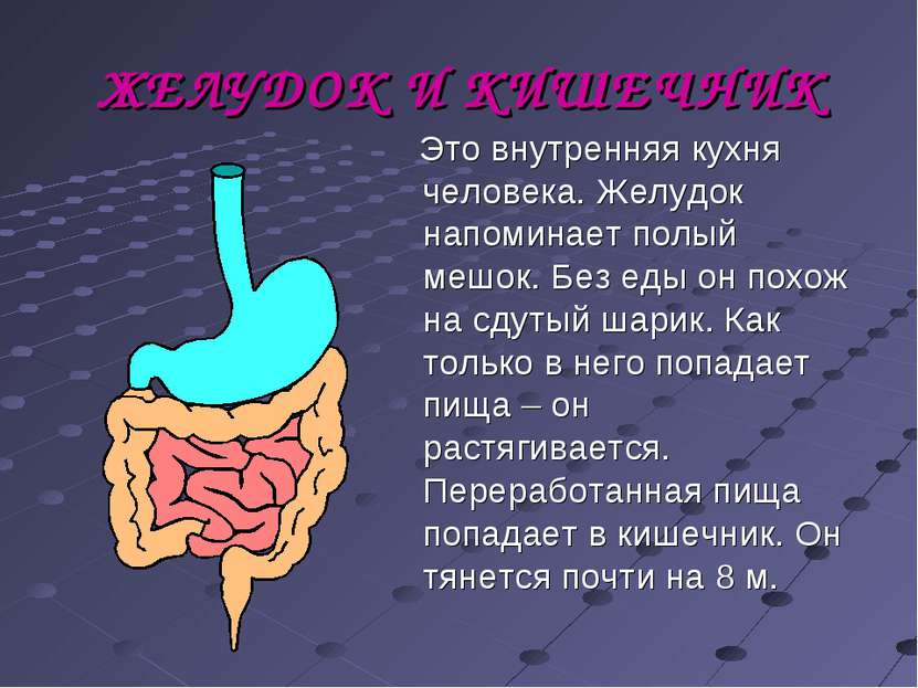 ЖЕЛУДОК И КИШЕЧНИК Это внутренняя кухня человека. Желудок напоминает полый ме...