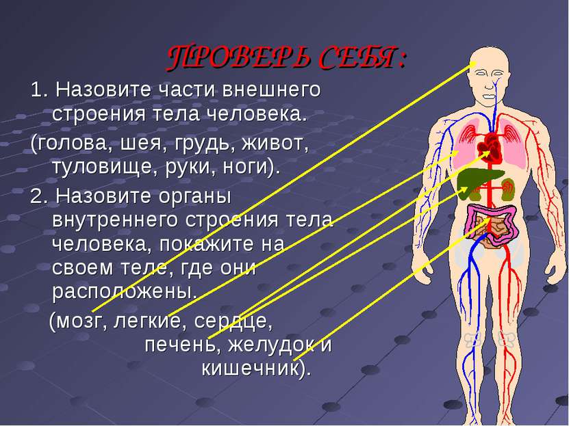 ПРОВЕРЬ СЕБЯ: 1. Назовите части внешнего строения тела человека. (голова, шея...