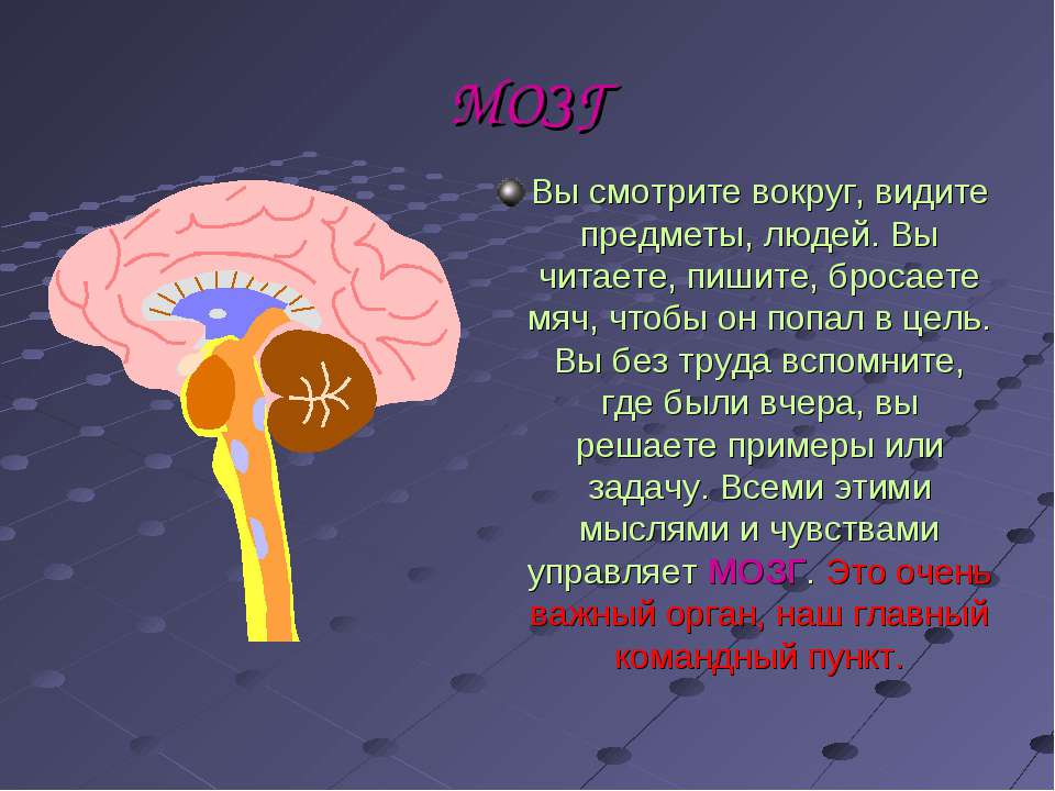 Факты про мозг. Интересные факты о мозге. Загадки мозга человека. Мозг человека доклад. Факты о мозге человека.