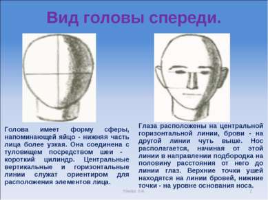 Вид головы спереди. * томаш о.в. Голова имеет форму сферы, напоминающей яйцо ...