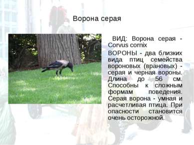 Ворона серая ВИД: Ворона серая - Corvus cornix ВОРОНЫ - два близких вида птиц...