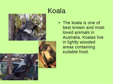 Koala The koala is one of best known and most loved animals in Australia. Koa...