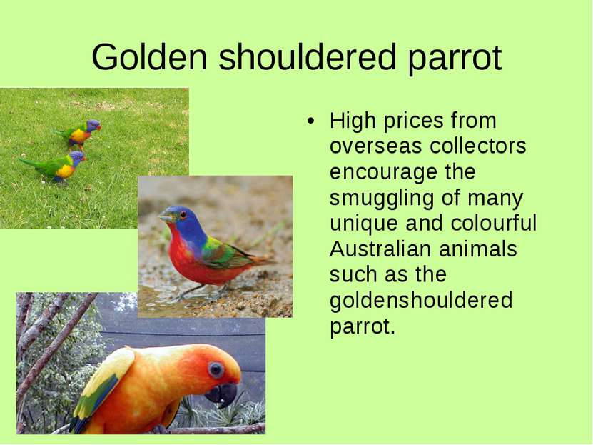 Golden shouldered parrot High prices from overseas collectors encourage the s...