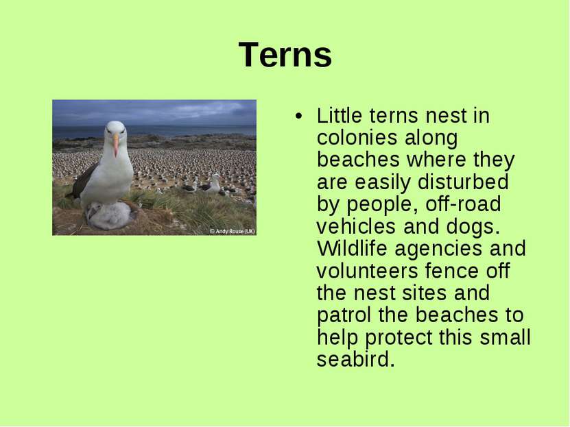 Terns Little terns nest in colonies along beaches where they are easily distu...