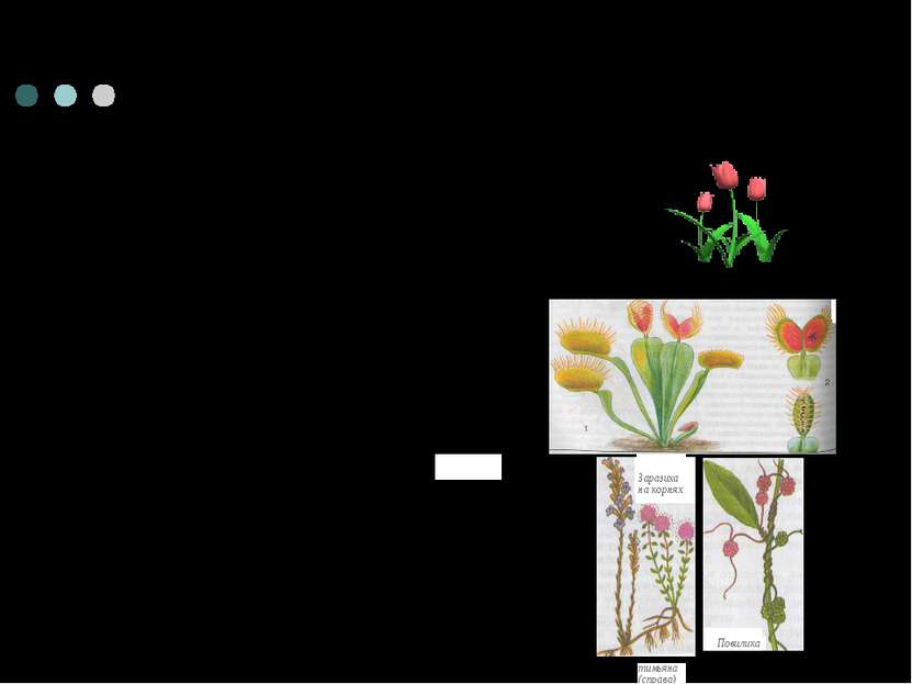 Способы питания растений 1)фотосинтезирующие растения 2) растения- хищники 3)...