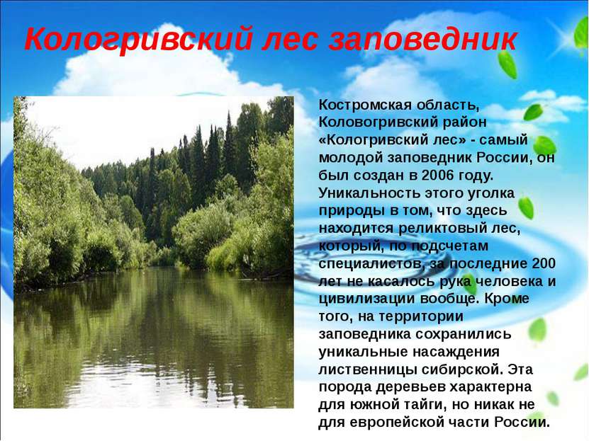 Костромская область, Коловогривский район «Кологривский лес» - самый молодой ...