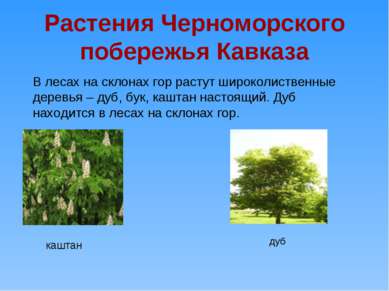 Растения Черноморского побережья Кавказа В лесах на склонах гор растут широко...