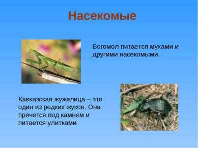 Богомол питается мухами и другими насекомыми. Кавказская жужелица – это один ...