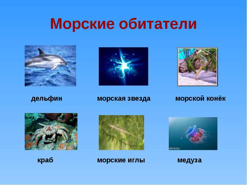 Морские обитатели дельфин краб морские иглы медуза морская звезда морской конёк