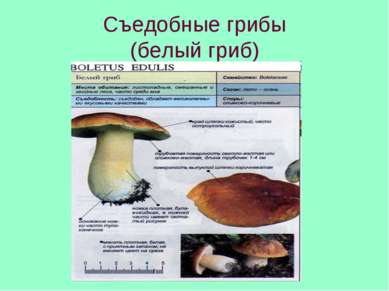 Съедобные грибы (белый гриб)