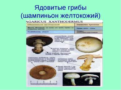 Ядовитые грибы (шампиньон желтокожий)