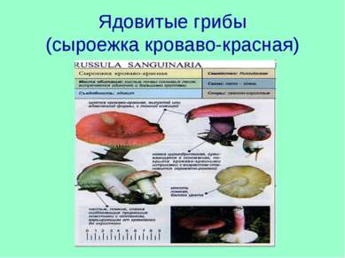 Ядовитые грибы (сыроежка кроваво-красная)