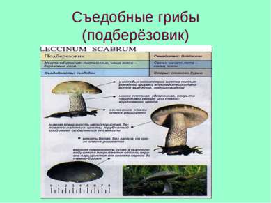 Съедобные грибы (подберёзовик)