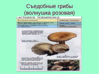 Съедобные грибы (волнушка розовая)