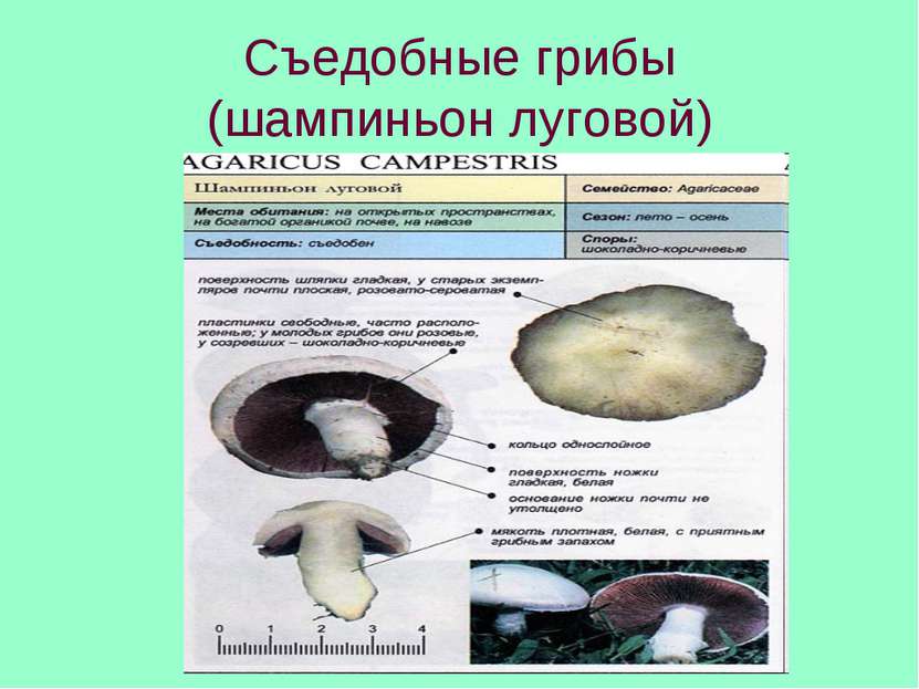 Съедобные грибы (шампиньон луговой)